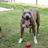 Amerikansk staffordshire terrier Aura <3