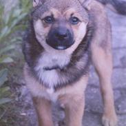 Blanding af racer Futte