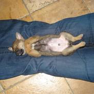 Blanding af racer Futte