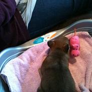 Blanding af racer Futte