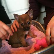 Blanding af racer Futte