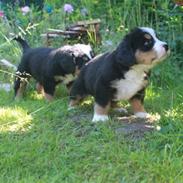 Berner sennenhund Zeus