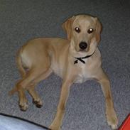 Blanding af racer Kato