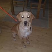 Blanding af racer Kato