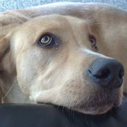 Blanding af racer Kato