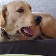 Blanding af racer Kato