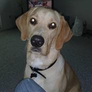 Blanding af racer Kato