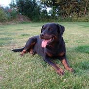 Rottweiler Thonara Alison