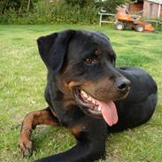 Rottweiler Thonara Alison