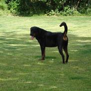 Rottweiler Thonara Alison