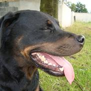 Rottweiler Thonara Alison