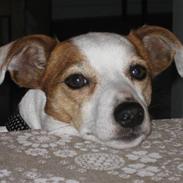 Jack russell terrier Malou R.I.P