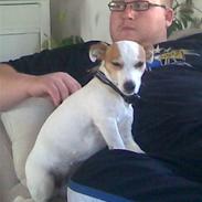 Jack russell terrier Malou R.I.P