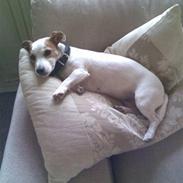 Jack russell terrier Malou R.I.P