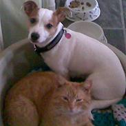 Jack russell terrier Malou R.I.P