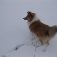 Shetland sheepdog Felix