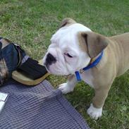 Olde english bulldogge Oscar