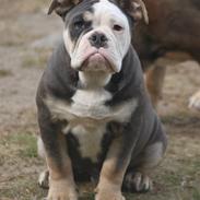 Olde english bulldogge Østergaard's Staal Tyr