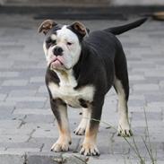 Olde english bulldogge Østergaard's Staal Tyr