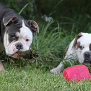 Olde english bulldogge Østergaard's Staal Tyr