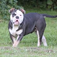 Olde english bulldogge Østergaard's Staal Tyr