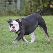 Olde english bulldogge Østergaard's Staal Tyr