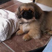 Pekingeser Møffe
