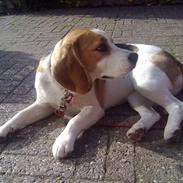 Beagle Holly