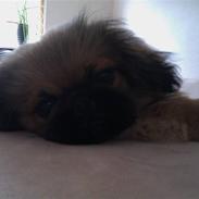 Pekingeser Møffe