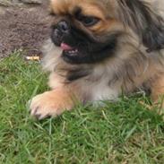 Pekingeser Møffe
