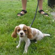 Cavalier king charles spaniel Mille