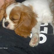 Cavalier king charles spaniel Mille