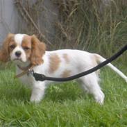 Cavalier king charles spaniel Mille