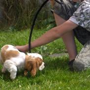 Cavalier king charles spaniel Mille
