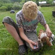 Cavalier king charles spaniel Mille