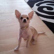 Chihuahua Fnuggi
