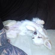 Chihuahua Fnuggi