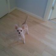 Chihuahua Fnuggi
