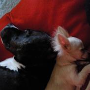 Chihuahua Fnuggi