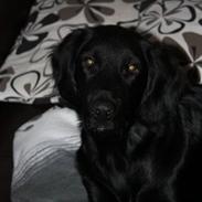 Labrador retriever Basse