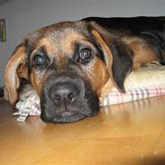 Blanding af racer muddi