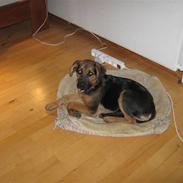 Blanding af racer muddi