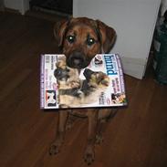 Blanding af racer muddi