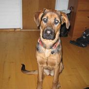 Blanding af racer muddi