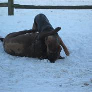 Blanding af racer muddi