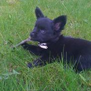 Blanding af racer Snuggi