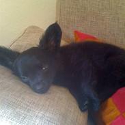 Blanding af racer Snuggi