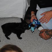 Blanding af racer Snuggi