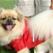 Tibetansk spaniel Nyimas Blue Swedish Mirac