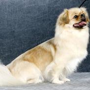 Tibetansk spaniel Nyimas Blue Swedish Mirac